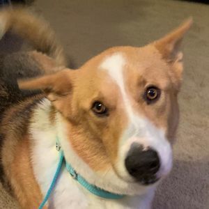 Meet your Posher, Shannon